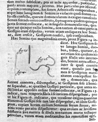 Representação de uma semente de árvore frutífera Descrição feita pelo comerciante e cientista holandês Antoine van Leeuwenhoek (ou Leeuvenhoek Leeuwenhoeck) (ou Antoni ou Anthonie) (1632-1723). Gravura de "Investigatio Arcanorum" 1722