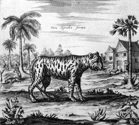 Representação de um tigre, gravura de “” De China Monumenta ”” de Athanasius Kircher