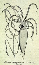 Representação de um Architeuthis Harveyi, lula gigante.