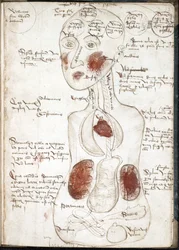 Representação de uma Teoria Aristotélica da Consciência (De: De corpore et anima) - Anónimo - 1497 - Aguarela em pergaminho - 22x15,8 - Biblioteca da Universidade John Rylands