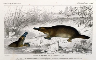 Representação de um Ornithorynch (Ornithorhynchus paradoxus, Blum.). gravura do "Dicionário Universal de História Natural" de C. D