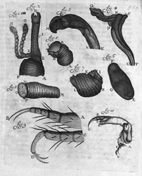 Representação de charancons (curculiones lupi) Estudo do comerciante holandês e naturalista Antoine van Leeuwenhoek (ou Leeuvenhoek ou Leeuwenhoeck) (ou Antoni ou Anthonie) (1632-1723) Gravura da "Invetigatio Arcanorum" 1722.