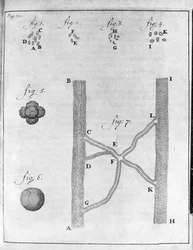 Representação de hematia (glóbulos vermelhos) de salmão e pregado Estudo do comerciante holandês e naturalista Antoine van Leeuwenhoek (ou Leeuvenhoek ou Leeuwenhoeck) (ou Antoni ou Anthonie) (1632-1723) Gravura de "Epistolae ad Societatem Regiam Angliam" 