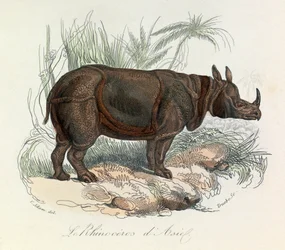 Rinoceronte asiático classificado segundo a nomenclatura de Linneene e Cuvier (gravura)