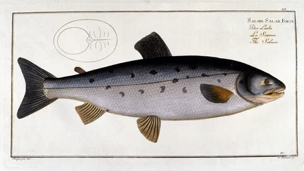 Salmão (Salmo salar) por Marc Elieser Bloch Ichtyologie Paris - Berlim - Londres 1787.