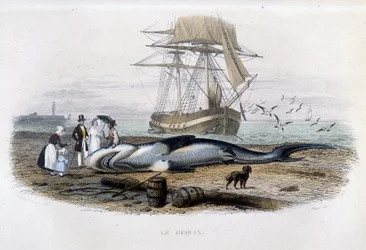 Pesca do tubarão - na "História natural de Lacepède