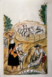 Tosquia de ovelhas, do livro "Trujillo del Peru" ou "Códice Martínez Compañón", de Baltazar Martinez Compañón y Bujanda, bispo de Trujillo (1782-1785)