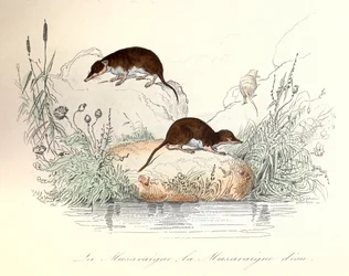 Musaranho e musaranho-de-água classificados segundo a nomenclatura de Linneene e Cuvier (gravura)
