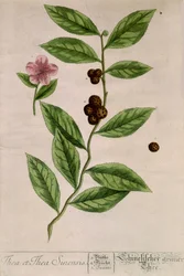 planta do chá Sinensis - tabuleiro botânico