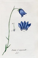 Flor-de-sino pequena