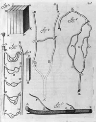 Estudo da circulação de sangue em peixes voadores e outros animais Descrição por Antoine van Leeuwenhoek (ou Leeuvenhoek Leeuwenhoeck) (ou Antoni ou Anthonie) (1632-1723) Gravura do "Arcana Natura Detecta" 1695.