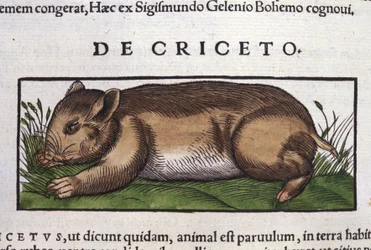 O Hamster em Historia Animalium por Conrad Gesner (1516 - 1565), Tiguri