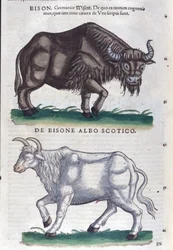 O bisonte e o bisonte branco de Historiae animalium por Konrad Gesner, Tiguri