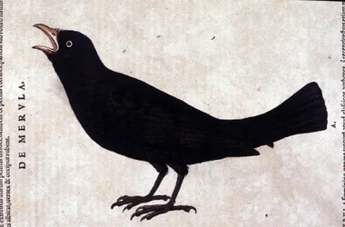 O melro depois de Historiae animalium por Konrad Gesner, Tiguri