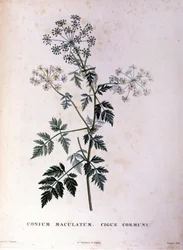 A cicuta comum. A gravura do século XVIII.