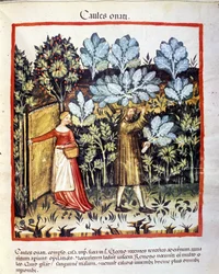 Colheita de flores de couve numa horta. Iluminura da obra médica e dietética «Tacuinum sanitatis»