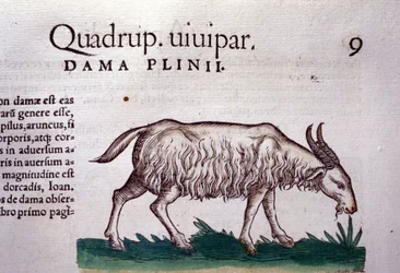 O bode depois de Historiae animalium por Konrad Gesner, Tiguri