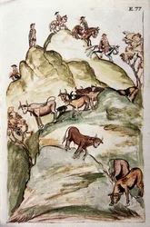 Os guardiões das vacas que rodeiam um grupo de vacas na montanha para apanhá-las, do livro "Trujillo del Peru" ou "Códice Martínez Compañón", de Baltazar Martinez Compañón y Bujanda, bispo de Trujillo (1782-1785)