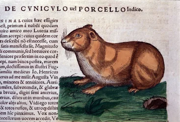 A cobaia depois de Historiae animalium por Konrad Gesner, Tiguri
