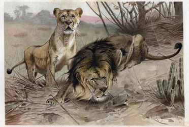 O leão (Panthera leo) - gravura de "Brehm