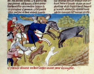 A caça ao javali em miniatura de "O livro de caça" de Gaston III Phoebus, Conde de Foix, Senhor de Bearn (1331-1391)