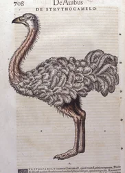 A avestruz - de Historiae animalium de Konrad Gesner, Tiguri