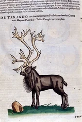 A rena depois de Historiae animalium por Konrad Gesner, Tiguri