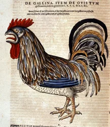 O galo segundo a Historia Animalium de Conrad Gesner, Tiguri 1560. Biblioteca Nazionale Braidense. Milão