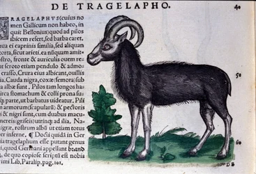 As ovelhas em Historia Animalium de Conrad Gesner (1516 - 1565), Tiguri