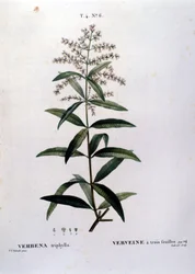 A verbena. A gravura do século XIX.