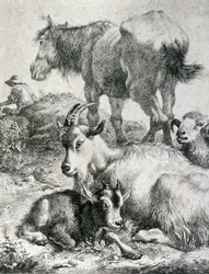 Cavalo de tração, cabra, cabra e carneiro - gravura