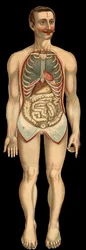 Vista da cavidade torácica e abdominal de frente após a remoção da caixa costal e abdominal. (Intestino delgado, estômago, etc.)