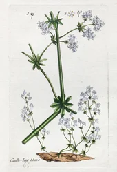 Codorniz branca ou palha de cama macia