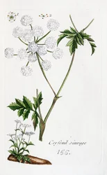 Cerefólio selvagem