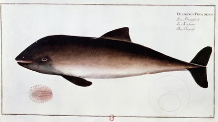 Zoologia: quadro que representa uma toninha, mamífero aquático. Impressão do início do século XVIII a.N. Paris