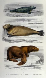 Gráfico zoológico representando uma foca, uma morsa e um leão-marinho. Século XIX