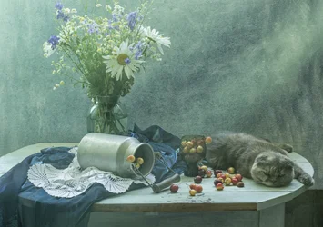 Gato a dormir e cerejas