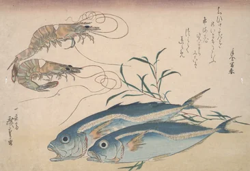 Carapau, camarão de água doce e algas marinhas, c.1832