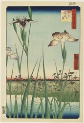Iris Garden at Horikiri, maio de 1857