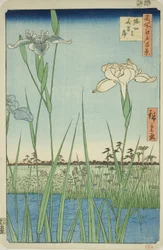 Irase s em Horikiri (Horikiri no Hanadokorobe), da série ``Ridge dre d fa net s views of Edo (One Hundred Famous Views of Edo)