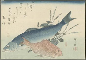 Robalo-japonês, pargo-de-olho-dourado e planta de shiso