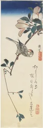 Java Sparrow e Magnolia, 1834-1839