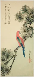 Arara em um galho de pinheiro