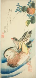 Patos mandarim