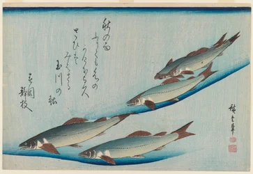 Escola de Cinco Trutas de Assento da Série Peixe, c.1835 (impressão em cor de xilogravura)