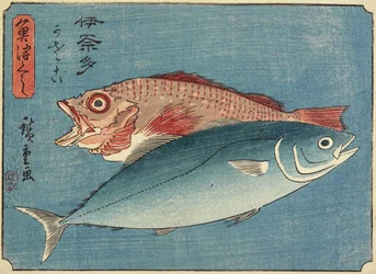 Savelhas e Rockfish, 1830-1844