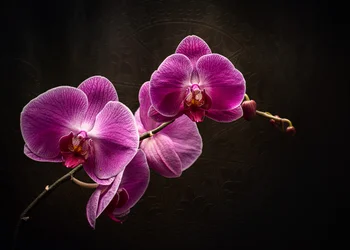 Esplendor da Orquídea Roxa
