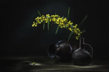 Natureza morta com mimosa amarela