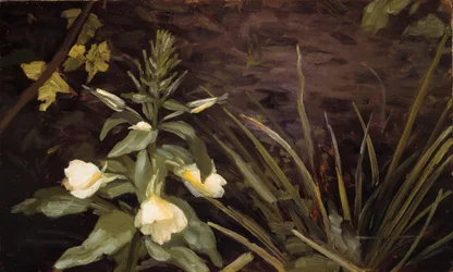 Prímula em flor