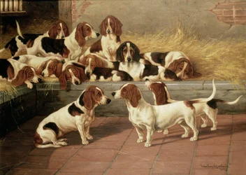 Basset Hounds em um canil, 1894